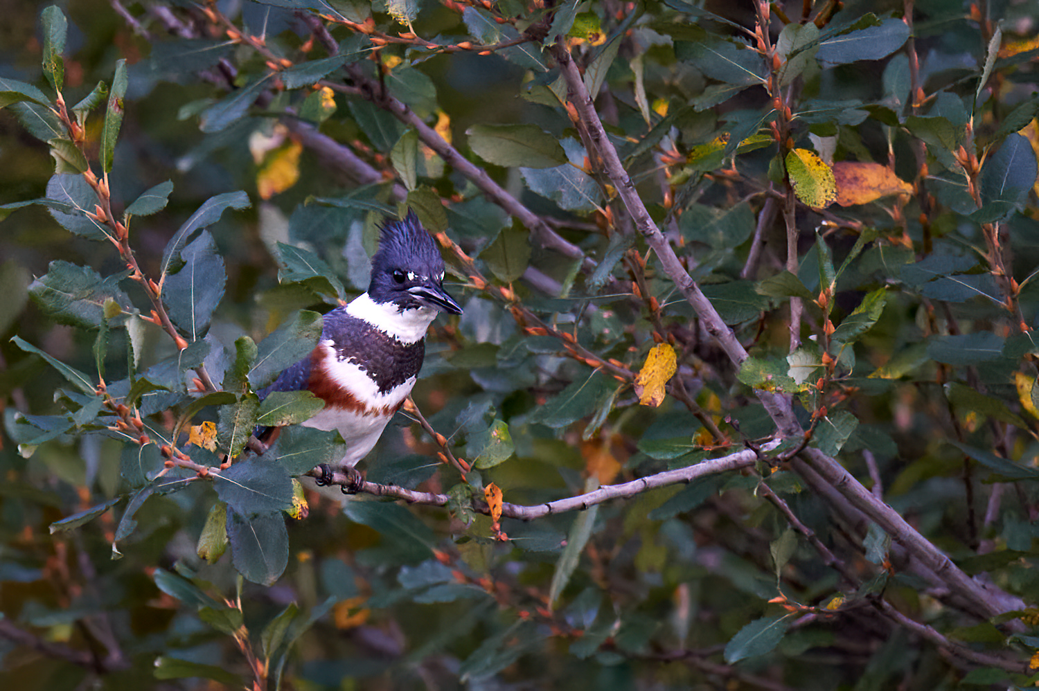 Central Park, October 10, 2015