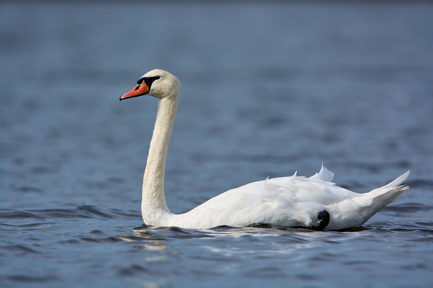 Jamaica Bay, August 10, 2013