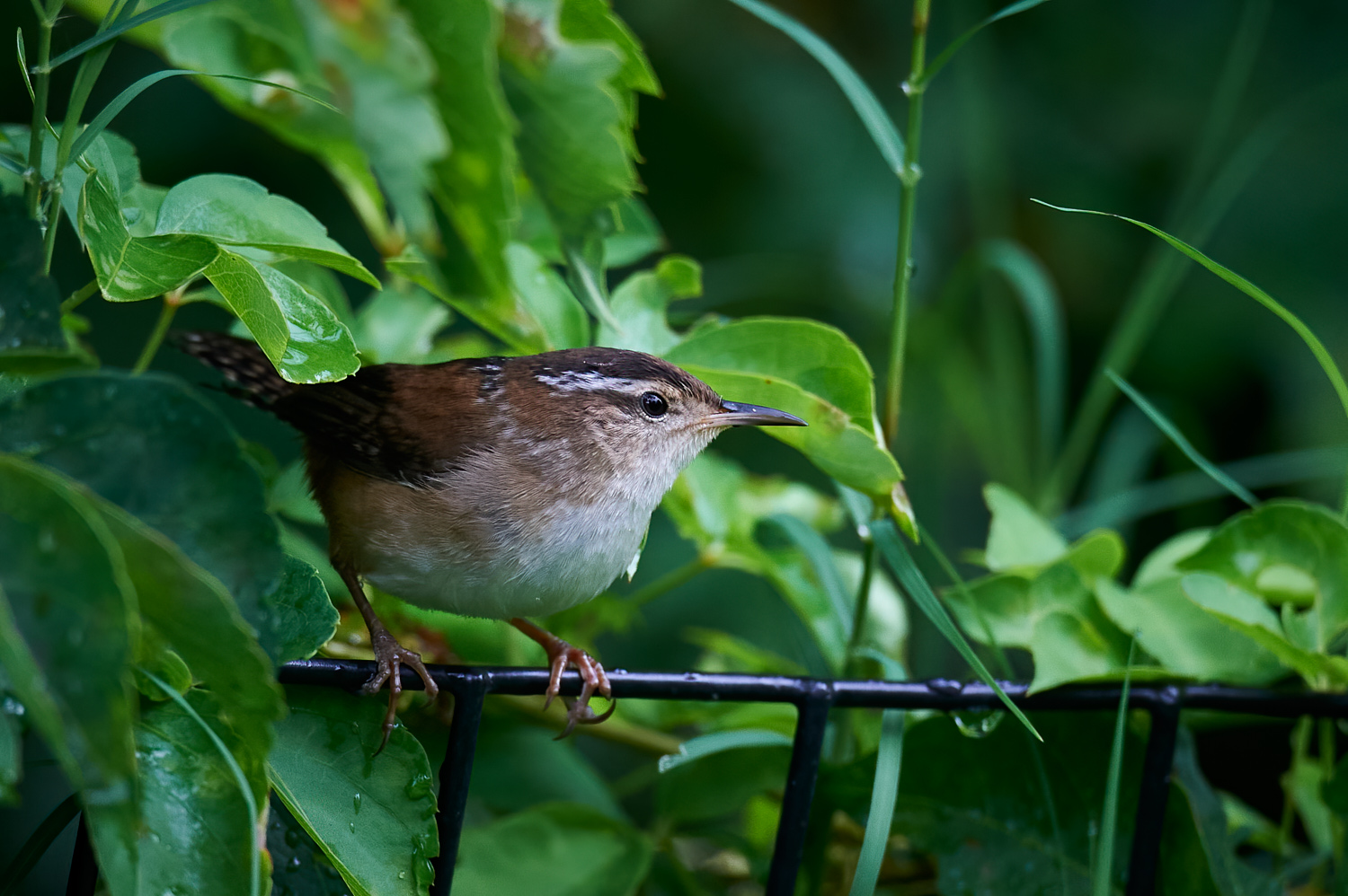 Central Park, September 13, 2015